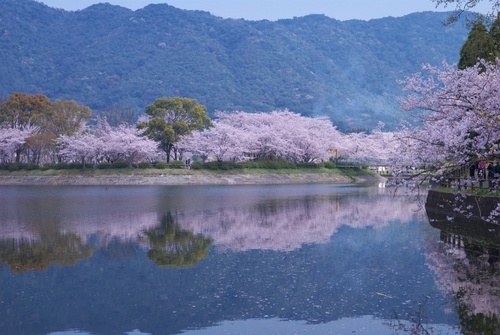 求问日本九州哪里看樱花最赞 马蜂窝