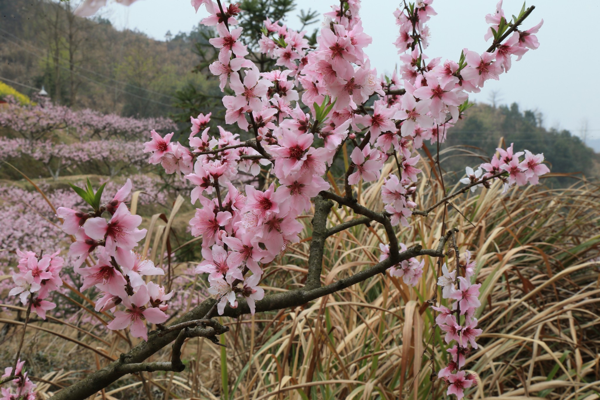 遊記小賽三月去蘄春賞花亞平桃花谷李時珍百草園