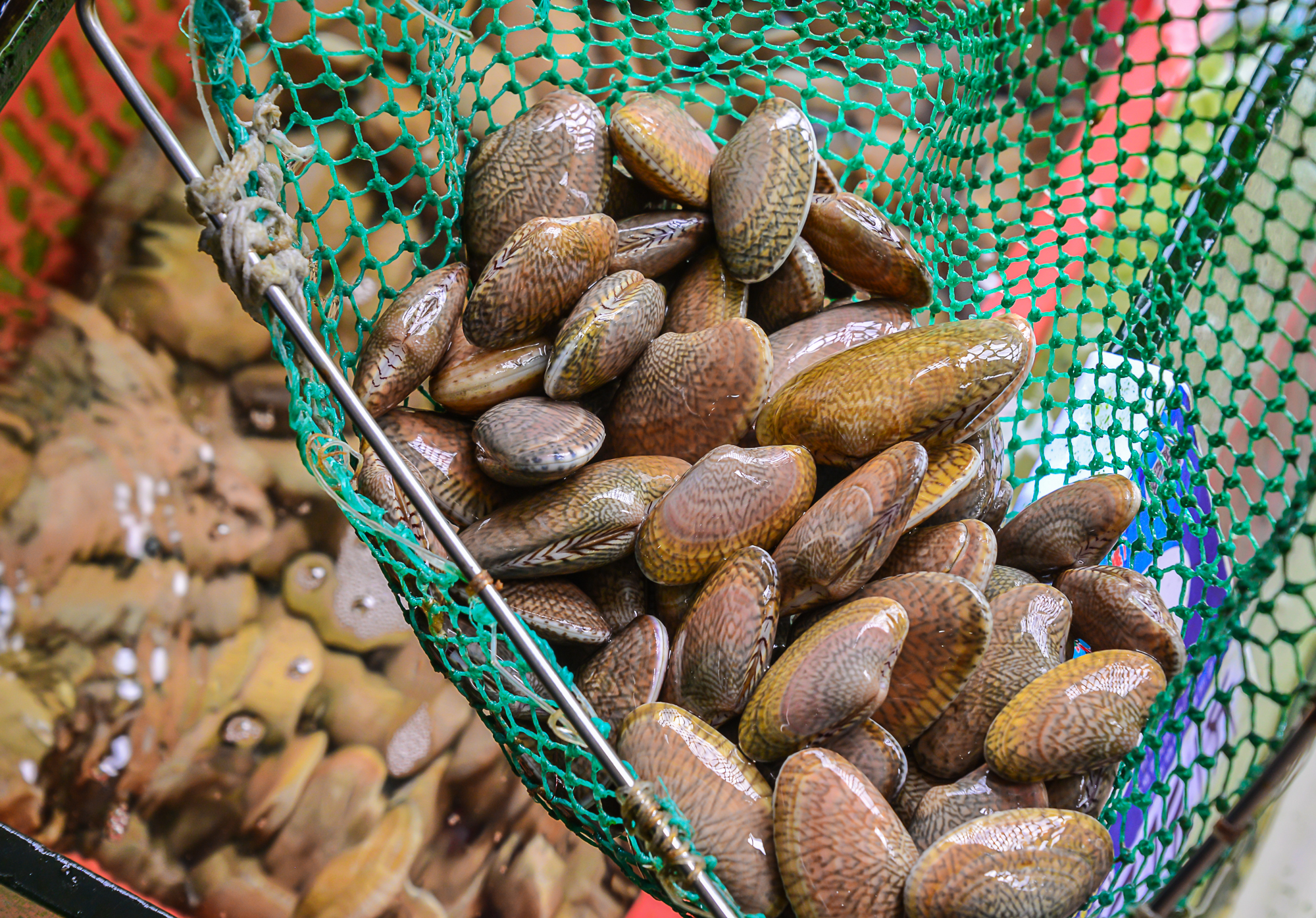    三亚特产芒果螺