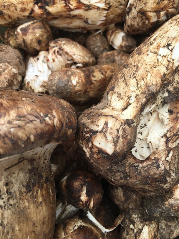 松茸多少钱一斤最便宜 wKgBs1e1bkWALmtfAA3DE77GTJ061.jpeg?imageView2%2F2%2Fw%2F680%2Fq%2F90