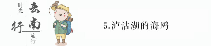 5.泸沽湖的海鸥 5.泸沽湖的海鸥