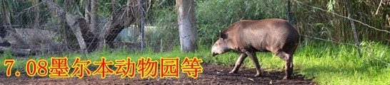 7.08墨尔本-动物园等 7.08墨尔本-动物园等