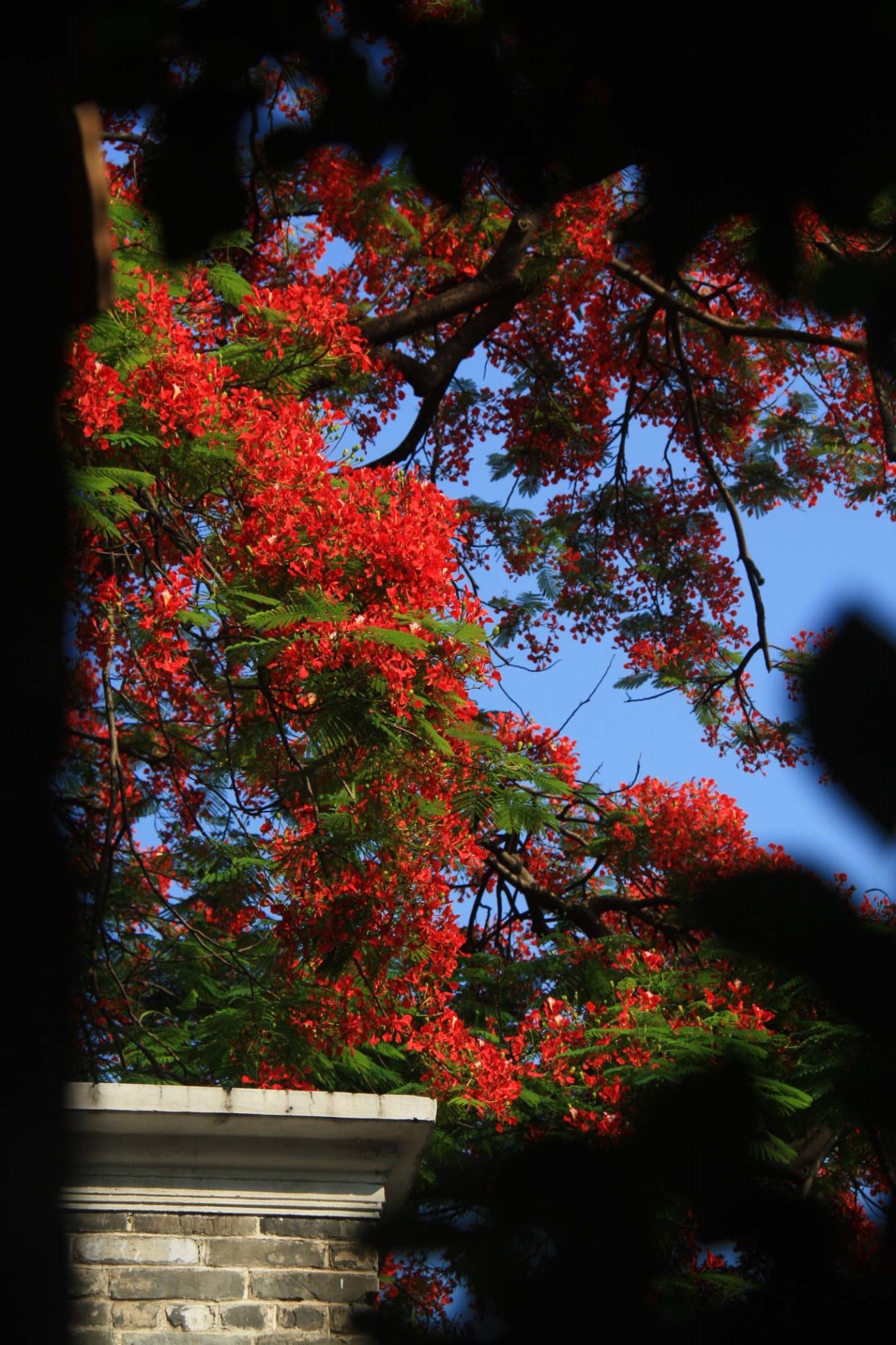 火凤丹龙 —— 广州纯阳观凤凰花特辑