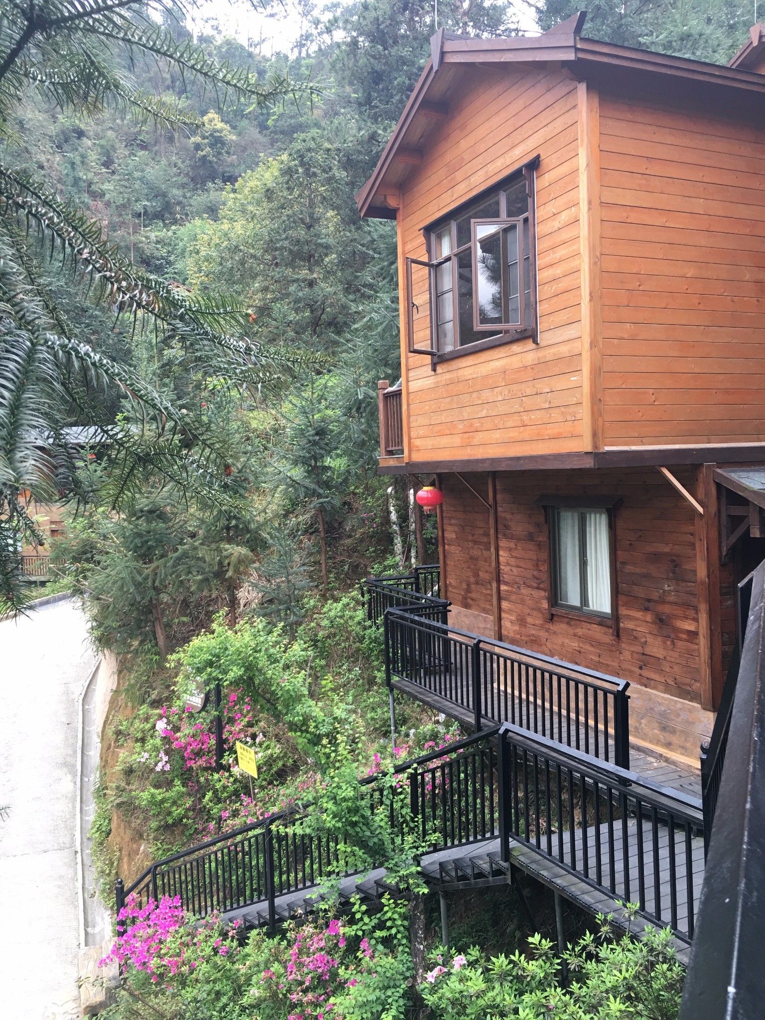 寻找传说中的杜娟花海云浮天露山