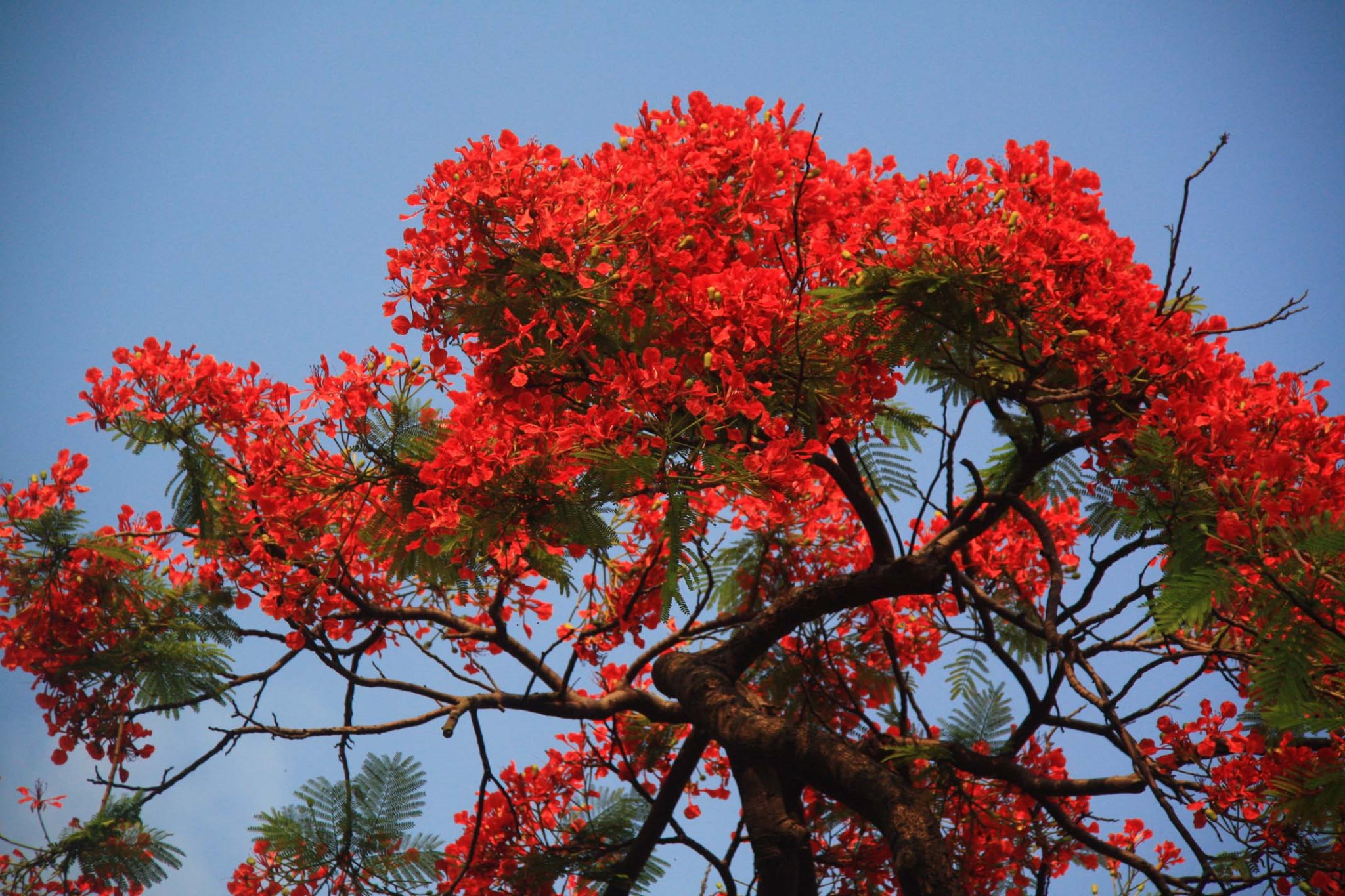 火凤丹龙 —— 广州纯阳观凤凰花特辑
