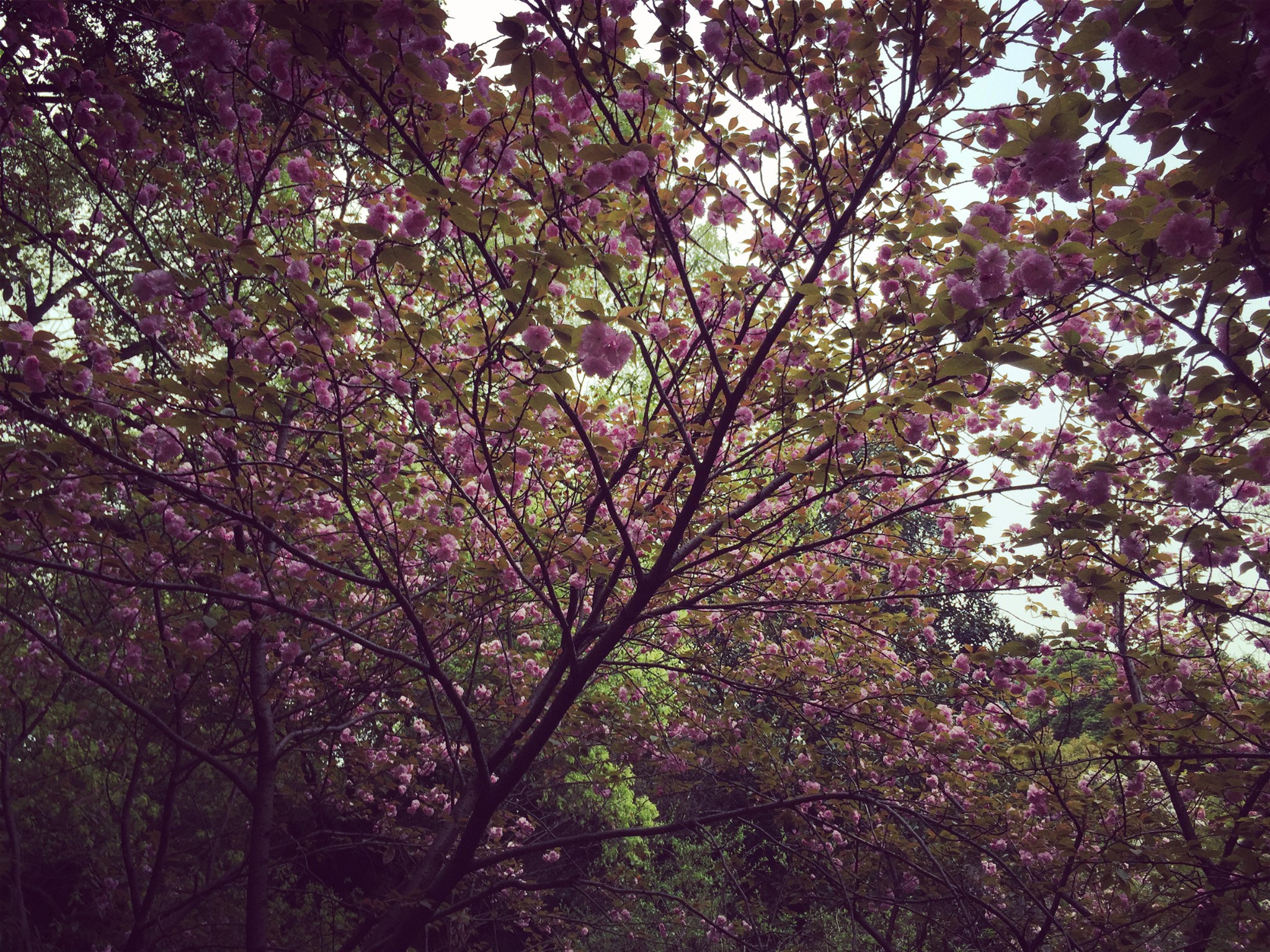 芭啦芭啦樱之花曲谱图片_芭啦芭啦樱之花