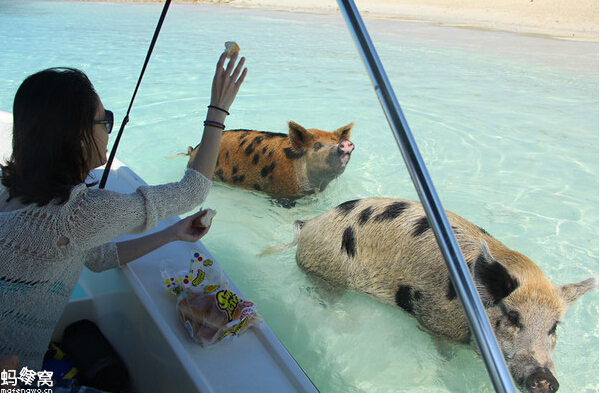 活得不如猪,这是全球最幸福的猪!