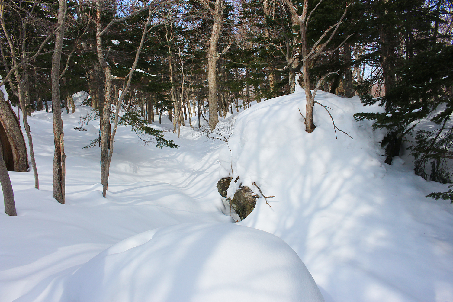 北海道自助遊攻略